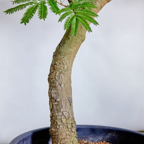 【特注一点もの】自然が生み出したユニークな樹形のエバーフレッシュ