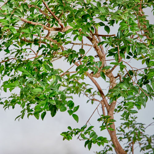 【特注一点もの】ブラジル産の希少な植物ジャボチカバ