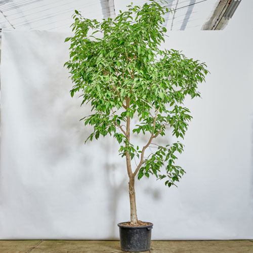 特注一点もの】枝垂れ樹形のフィカス・ストリクタ | 青山フラワー