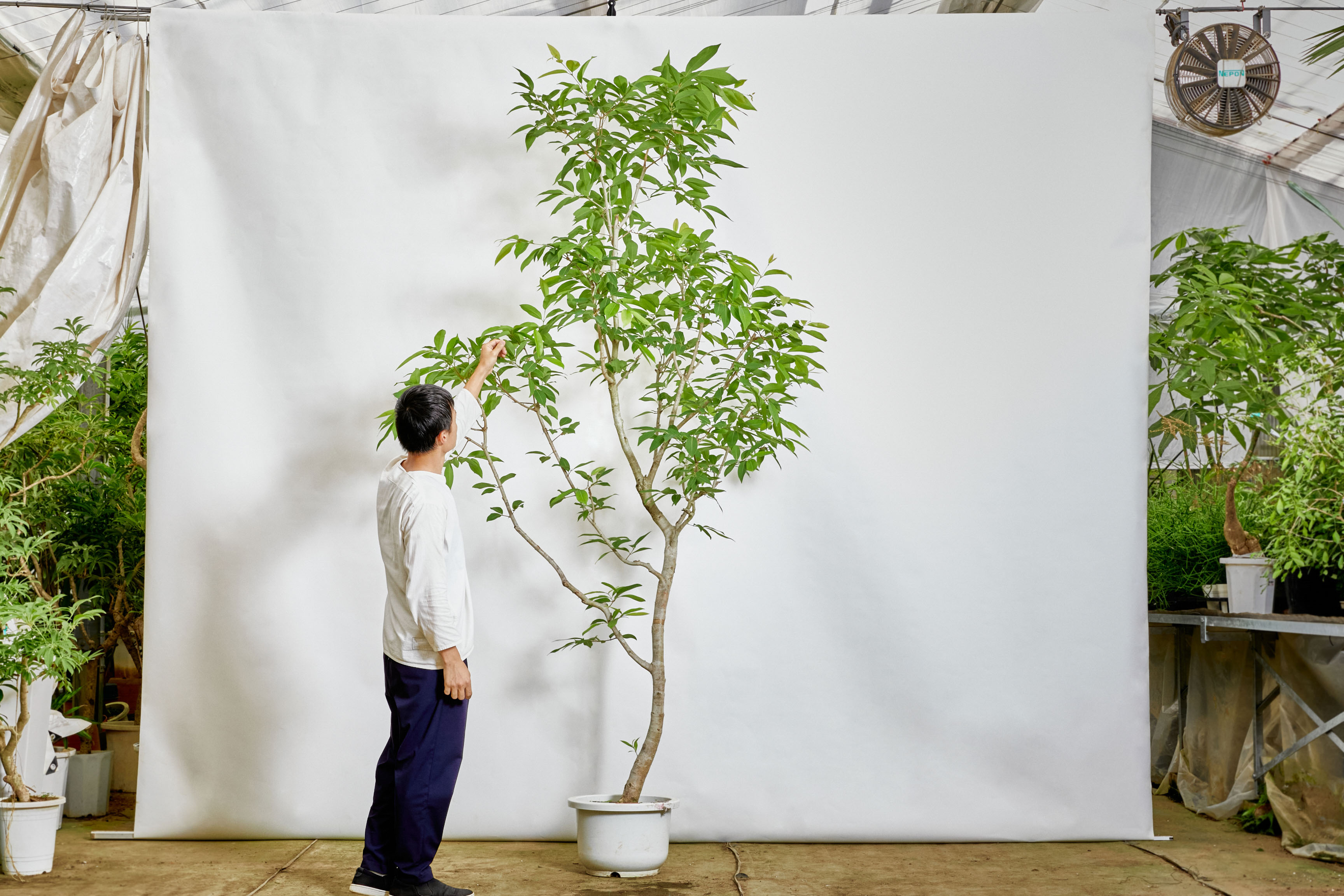 特注一点もの】伸び伸びとした姿が美しいアマゾンオリーブ