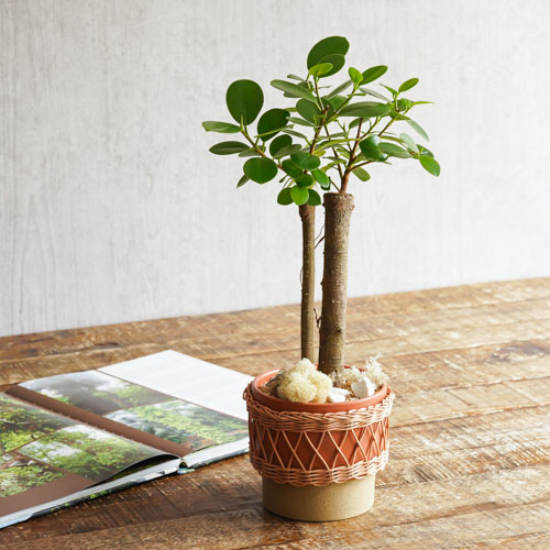 一点もの ゆっくり真っ直ぐ伸びる姿が特徴のパンダガジュマル 青山フラワーマーケット公式 花屋 花 花束 フラワーギフト 通販 一点もの ゆっくり真っ直ぐ伸びる姿が特徴のパンダガジュマル 青山フラワーマーケット公式 花屋 花 花束 フラワーギフト 通販