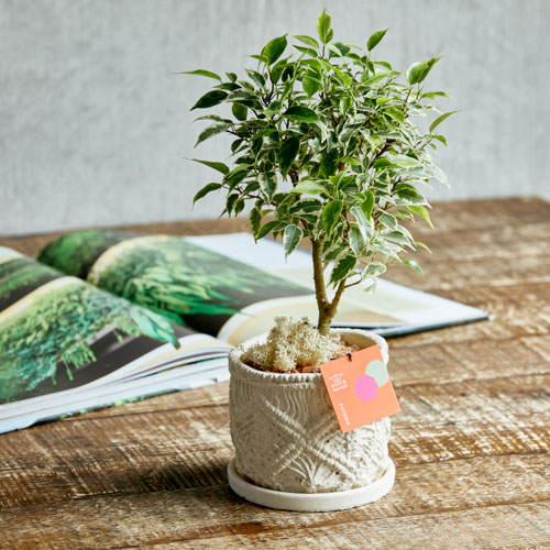 ワサワサと生い茂る葉がラブリーなフィカス ベンジャミンラブリー 青山フラワーマーケット公式 花屋 花 花束 フラワーギフト 通販