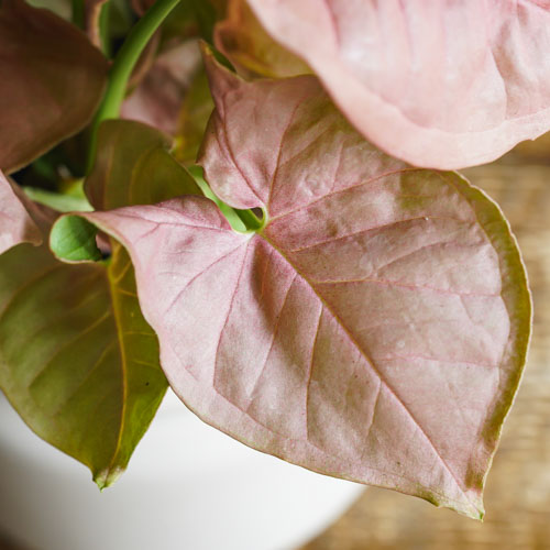 やわらかい色味が空間を明るく彩るシンゴニウム ネオン 青山フラワーマーケット公式 花屋 花 花束 フラワーギフト 通販 やわらかい色味が空間を明るく彩るシンゴニウム ネオン 青山フラワーマーケット公式 花屋 花 花束 フラワーギフト 通販