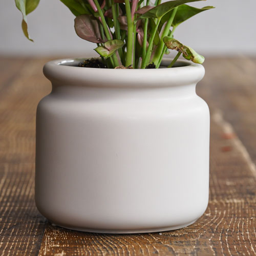 やわらかい色味が空間を明るく彩るシンゴニウム ネオン 青山フラワーマーケット公式 花屋 花 花束 フラワーギフト 通販 やわらかい色味が空間を明るく彩るシンゴニウム ネオン 青山フラワーマーケット公式 花屋 花 花束 フラワーギフト 通販