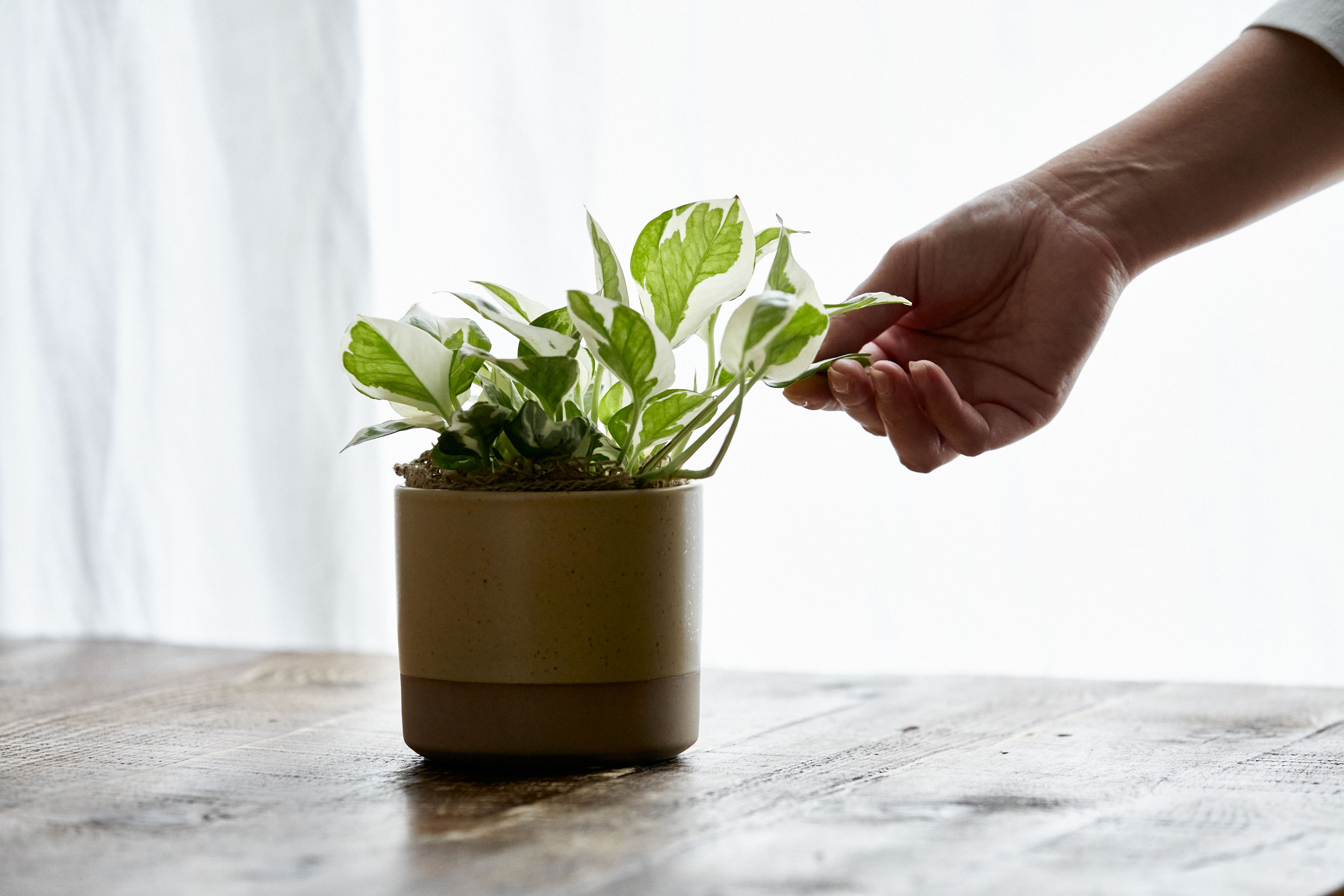 淡いコーデで優しい印象に仕上げたポトス エンジョイ 青山フラワーマーケット公式 花屋 花 花束 フラワーギフト 通販 淡いコーデで優しい印象に仕上げたポトス エンジョイ 青山フラワーマーケット公式 花屋 花 花束 フラワーギフト 通販