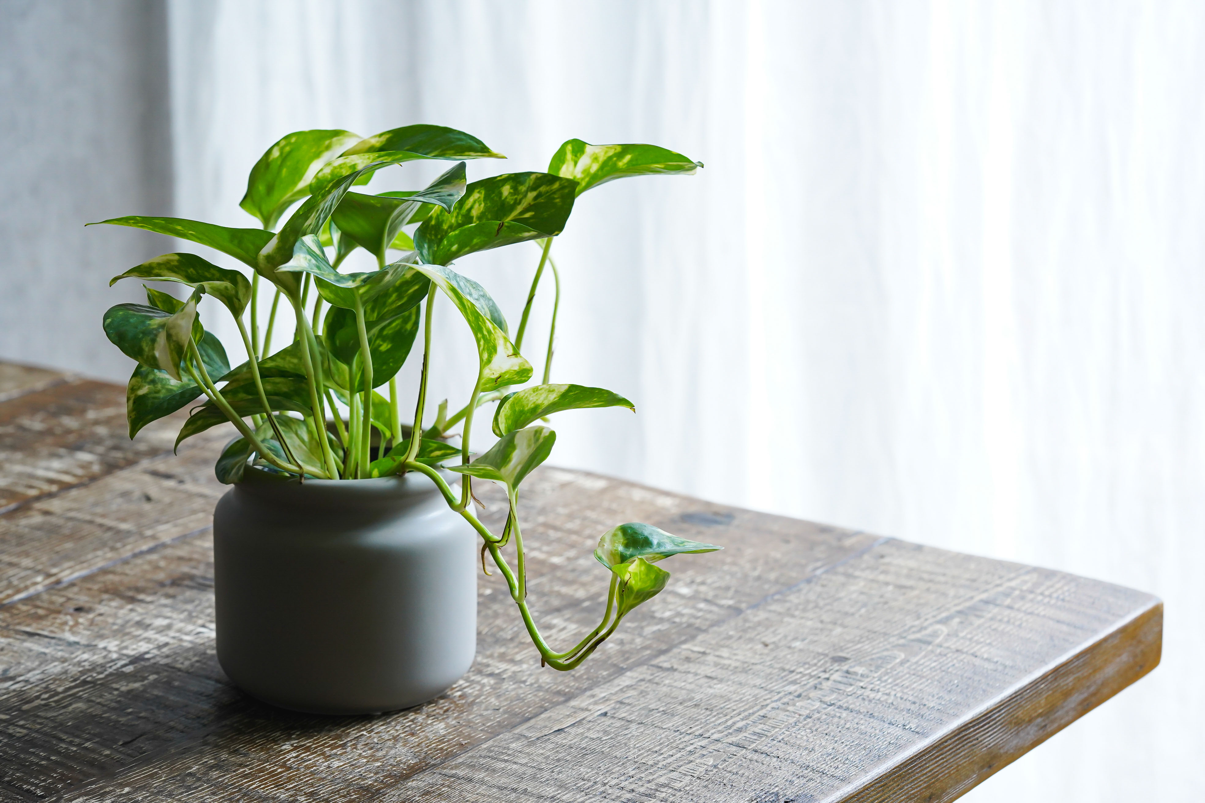 鮮やかな色の大きな葉が魅力のポトス ゴールデン 青山フラワーマーケット公式 花屋 花 花束 フラワーギフト 通販 鮮やかな色の大きな葉が魅力のポトス ゴールデン 青山フラワーマーケット公式 花屋 花 花束 フラワーギフト 通販