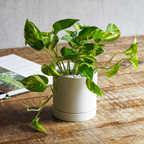 カラフルな葉が魅力のポトス ゴールデン 青山フラワーマーケット公式 花屋 花 花束 フラワーギフト 通販 カラフルな葉が魅力のポトス ゴールデン 青山フラワーマーケット公式 花屋 花 花束 フラワーギフト 通販