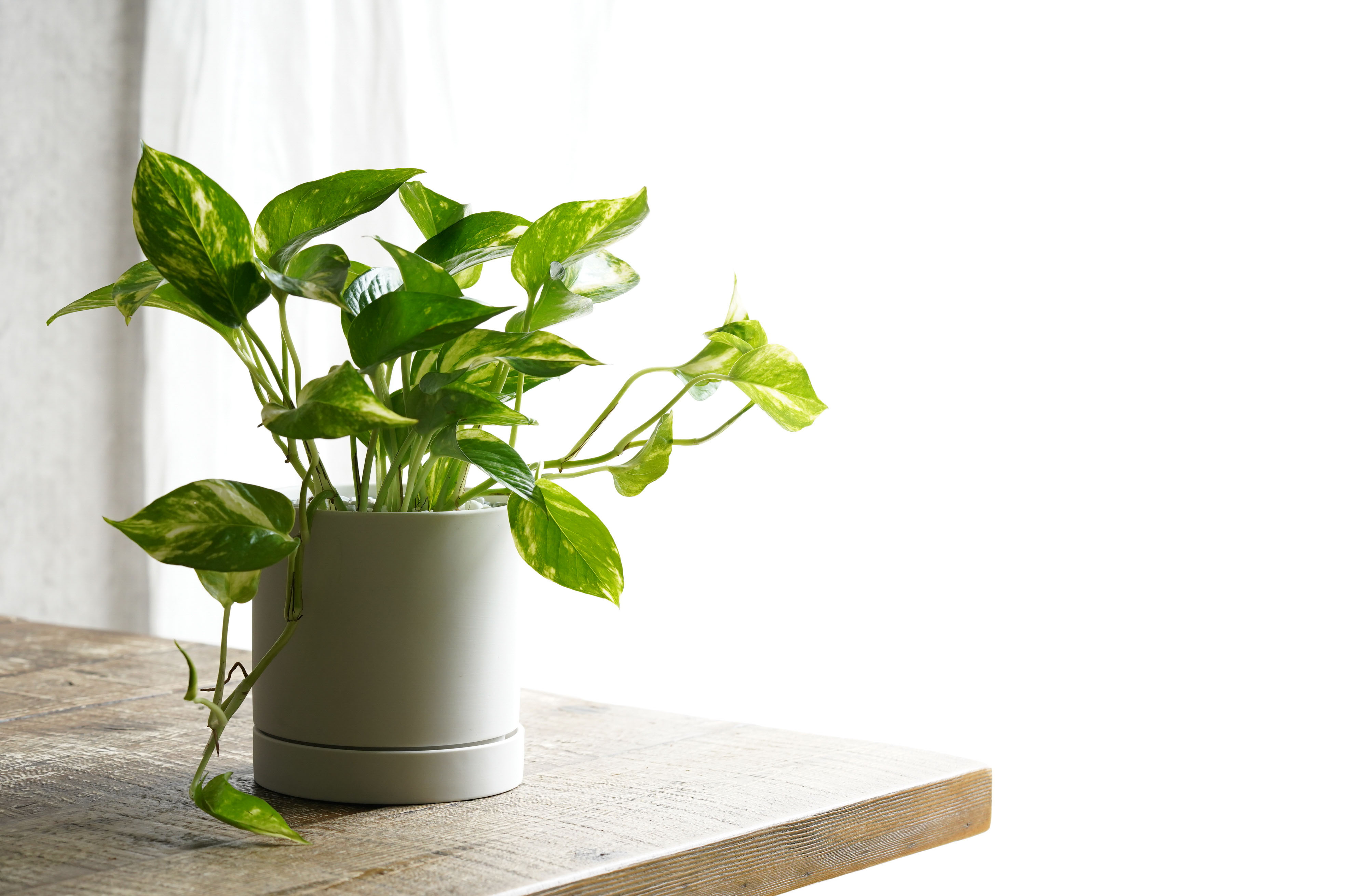 カラフルな葉が魅力のポトス ゴールデン 青山フラワーマーケット公式 花屋 花 花束 フラワーギフト 通販 カラフルな葉が魅力のポトス ゴールデン 青山フラワーマーケット公式 花屋 花 花束 フラワーギフト 通販