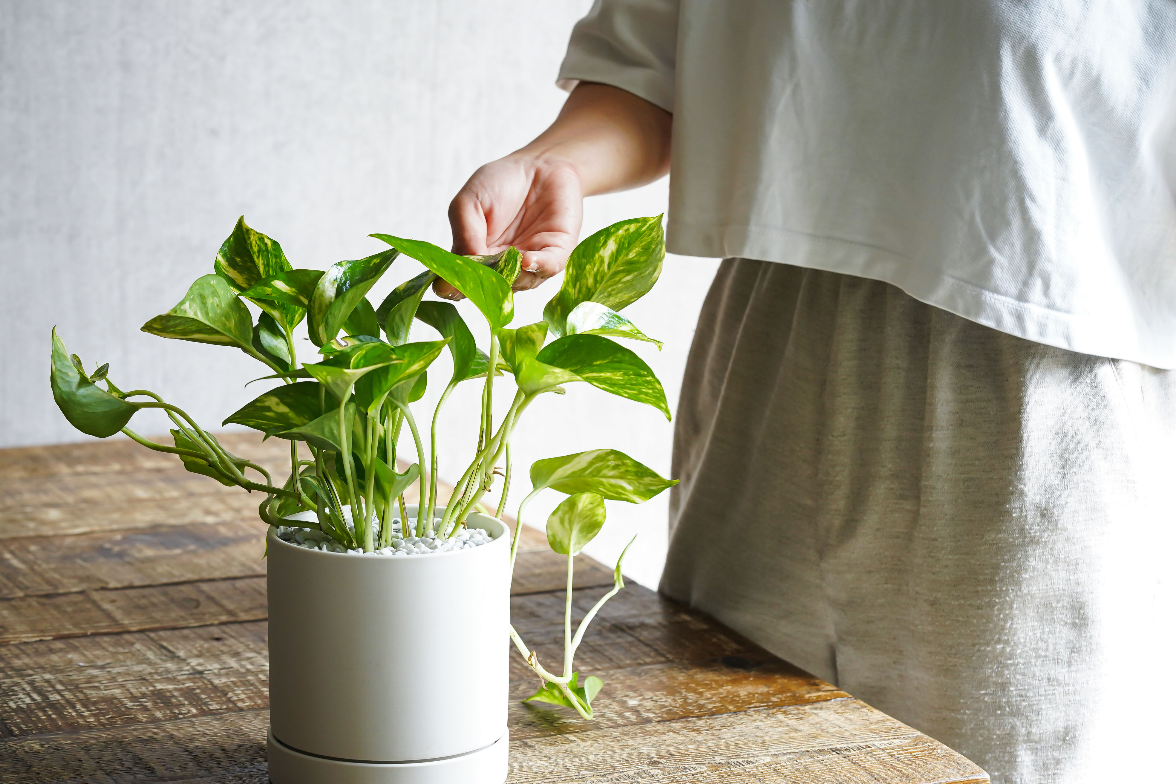 カラフルな葉が魅力のポトス ゴールデン 青山フラワーマーケット公式 花屋 花 花束 フラワーギフト 通販 カラフルな葉が魅力のポトス ゴールデン 青山フラワーマーケット公式 花屋 花 花束 フラワーギフト 通販