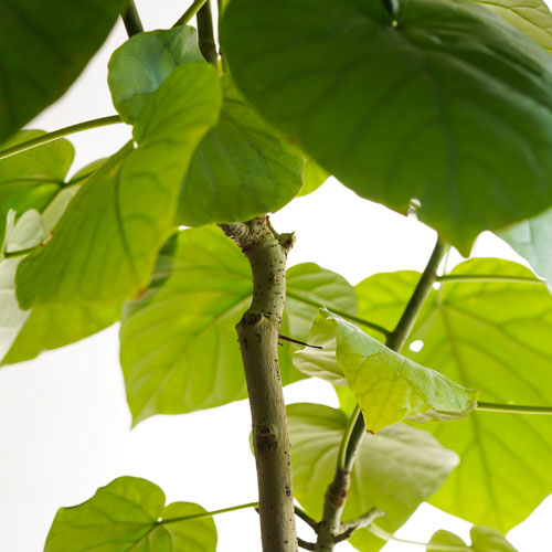 夫婦愛の花言葉をもつフィカス ウンベラータ 青山フラワーマーケット公式 花屋 花 花束 フラワーギフト 通販