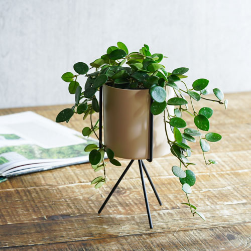 星型の花が咲くホヤ マチルダ サクララン ベージュ 青山フラワーマーケット公式 花屋 花 花束 フラワーギフト 通販