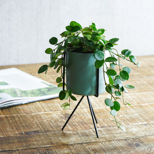 星型の花が咲くホヤ マチルダ サクララン ライトグリーン 青山フラワーマーケット公式 花屋 花 花束 フラワーギフト 通販