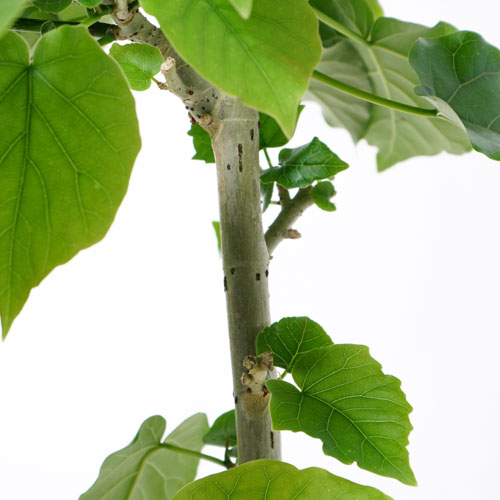 白い幹肌×ハートの葉が美しいフィカス・ウンベラータ
