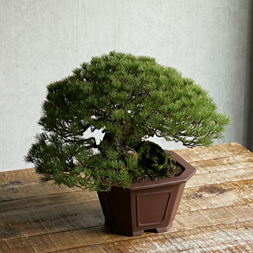 b*o様 五葉松　盆栽　よしまん盆栽 五葉松/ 盆栽 /小品盆栽（送料無料 五葉松の盆栽 ( くらま岩風鉢