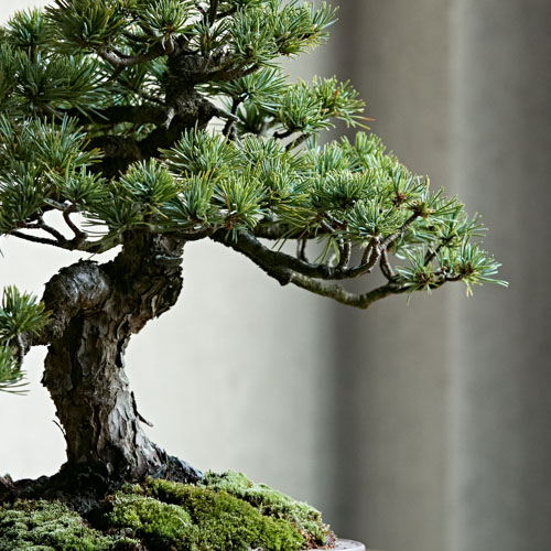 ねじれ幹の盆栽 飛びまわり 青白鉢