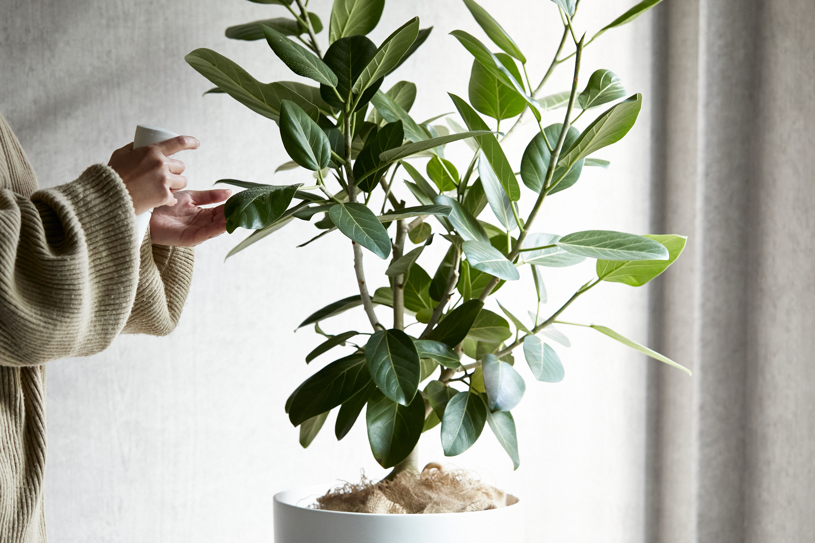 フィカス ベンガレンシス】230cm 大型 根上り 幹太