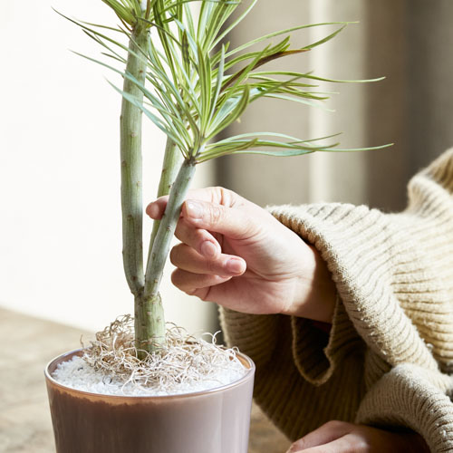 観葉植物 5 000 9 999円 青山フラワーマーケット公式 花屋 花 花束 フラワーギフト 通販