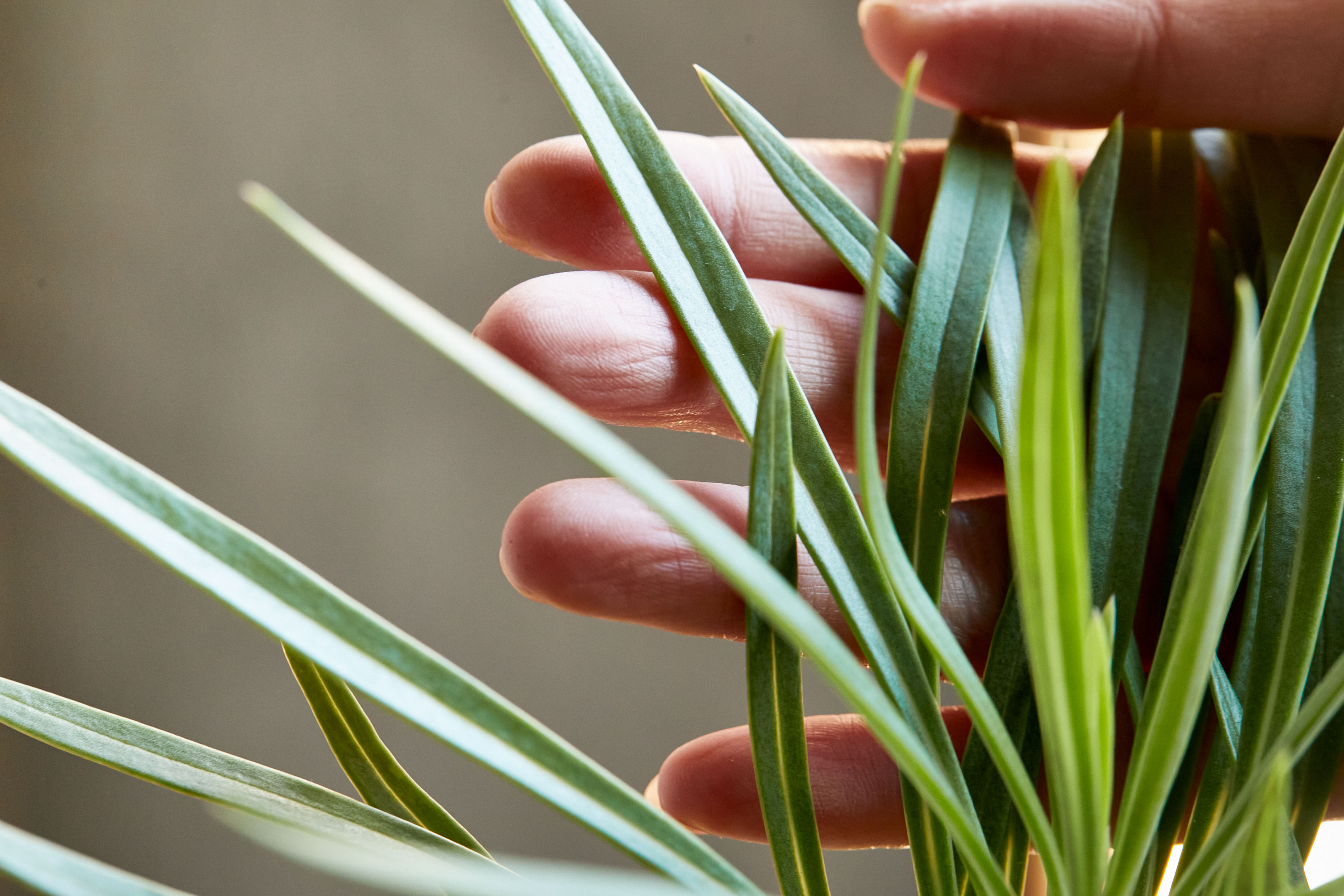 一点もの 茎を触ると幸福が訪れるクレイニア ネリイフォリア モンキーツリー 青山フラワーマーケット公式 花屋 花 花束 フラワーギフト 通販 一点もの 茎を触ると幸福が訪れるクレイニア ネリイフォリア モンキーツリー 青山フラワーマーケット公式 花屋 花 花束 フラワーギフト 通販