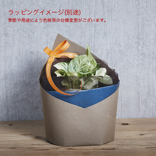 観葉植物 緑色の葉 白い鉢 Amazon｜inakougei（イナコウゲイ） 観葉植物 おしゃれ 小さめ ミニ