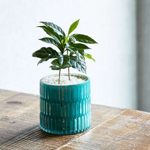 つやのある葉でお部屋を明るくするコーヒーの木 青山フラワーマーケット公式 花屋 花 花束 フラワーギフト 通販