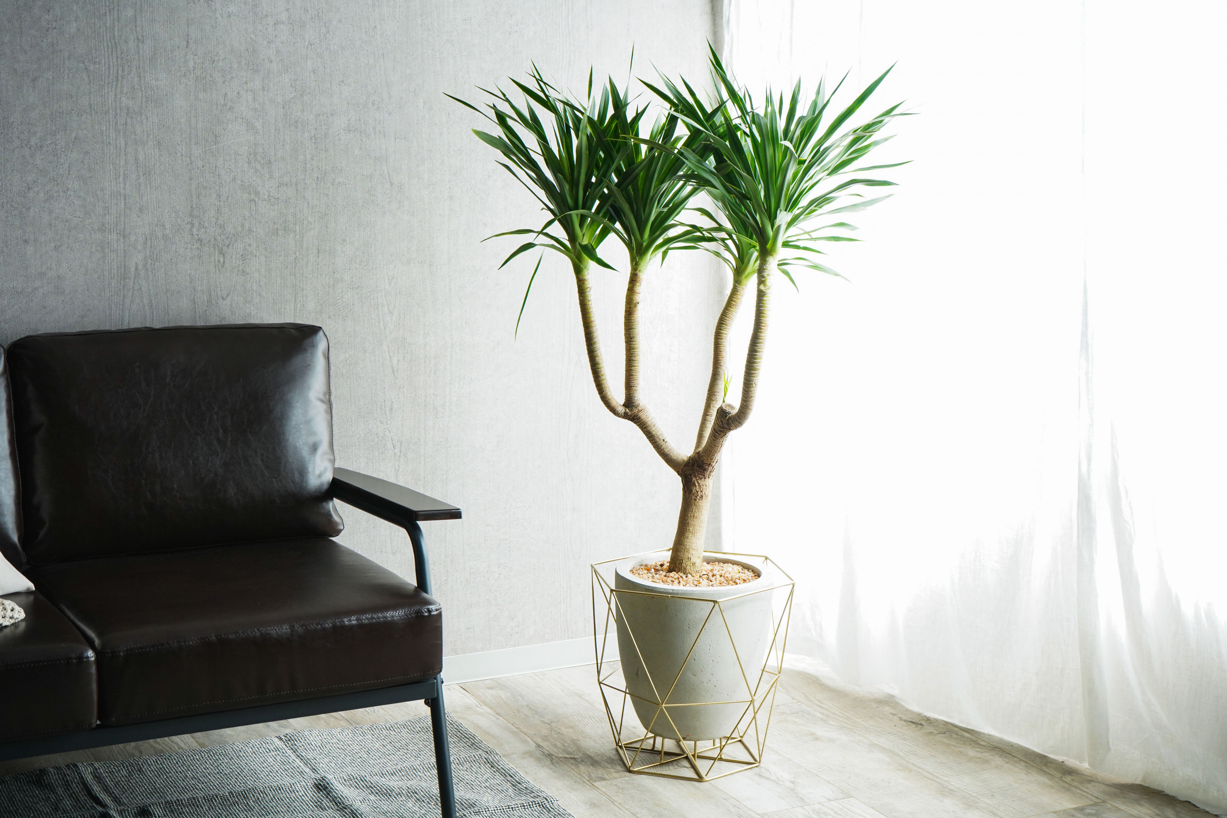 ドラセナ カンボジアーナ 観葉植物 希少種