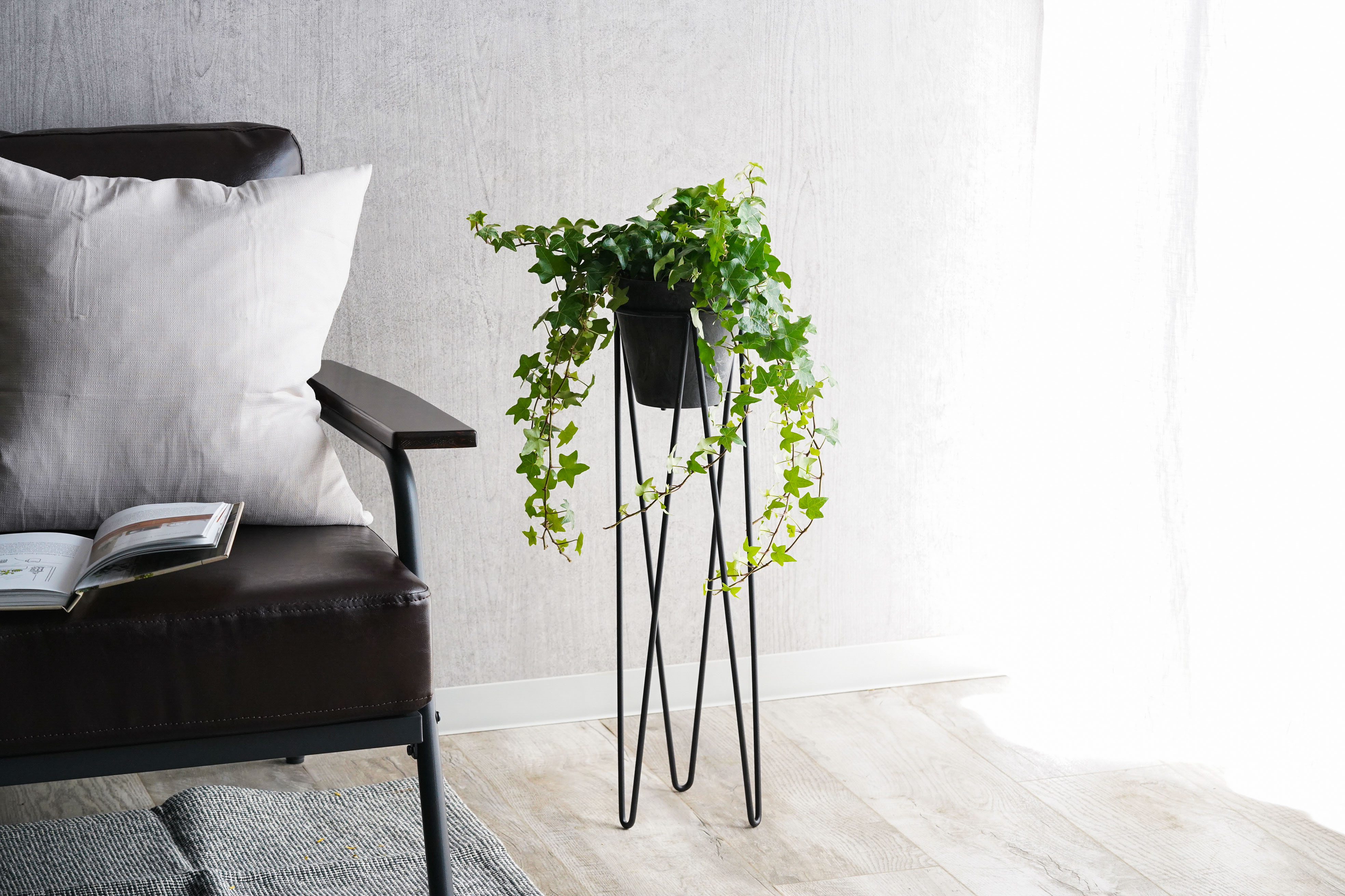 シャープな葉がスタイリッシュアイビー | 青山フラワーマーケット