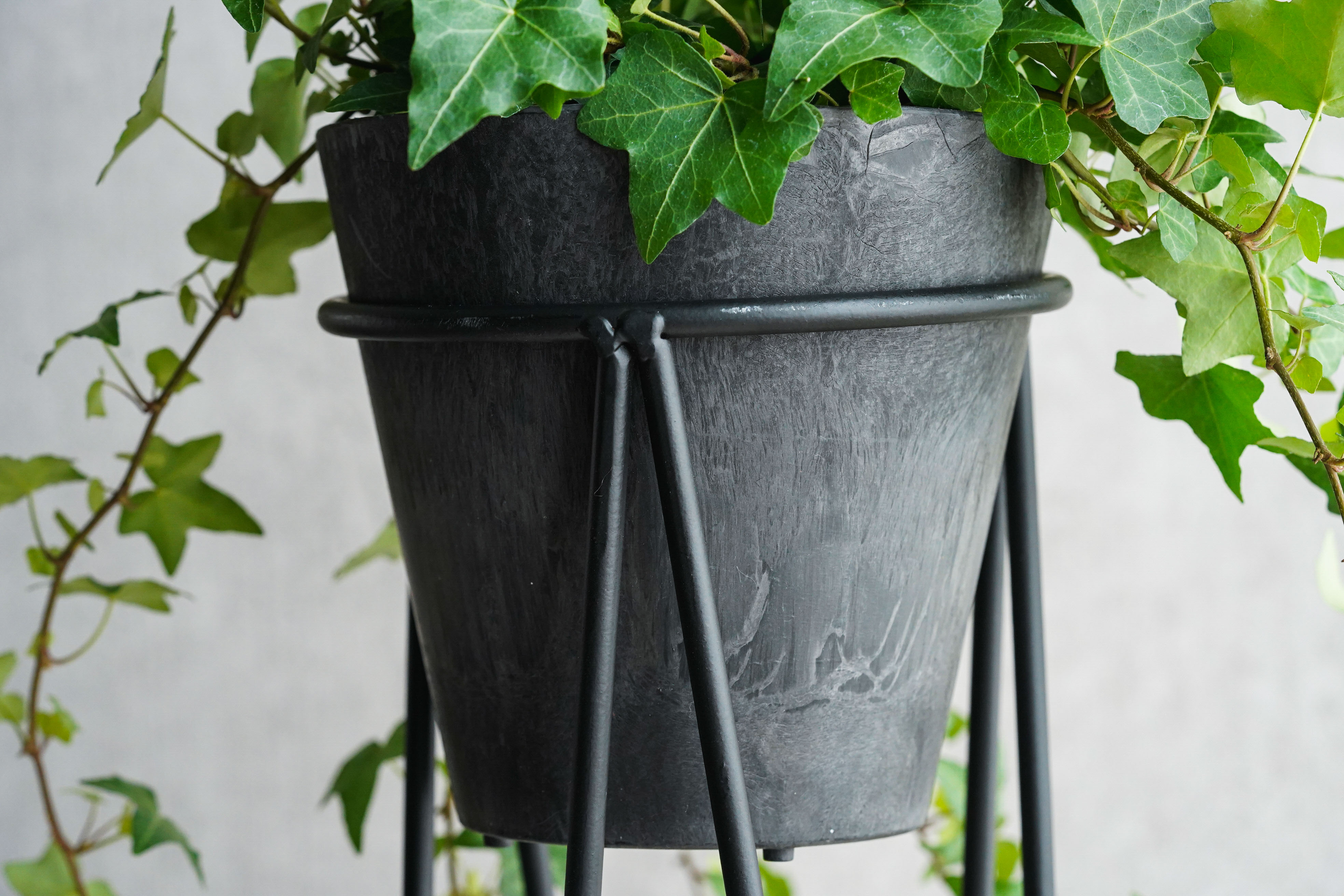 シャープな葉がスタイリッシュアイビー | 青山フラワーマーケット