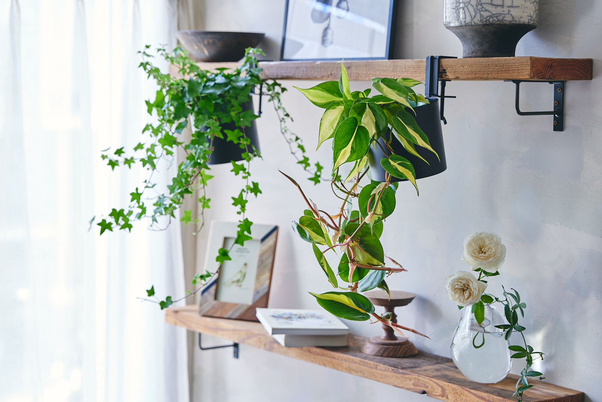 鮮やかな緑の葉が茂るアイビー | 青山フラワーマーケット｜花束