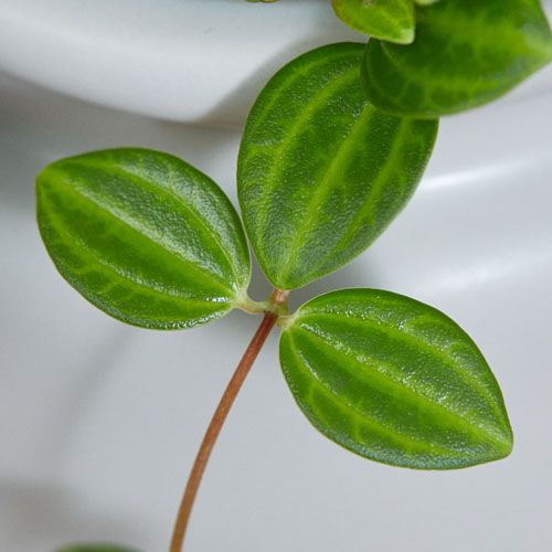 落ち着いた色彩の器に緑の葉が映えるペペロミア・アングラータ(PURE mini)