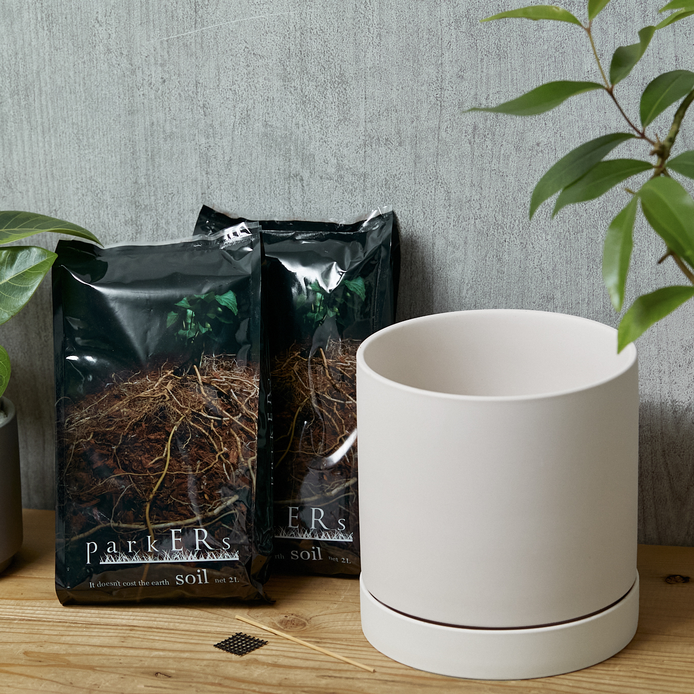 観葉植物（〜4,999円） | 青山フラワーマーケット | 青山フラワー