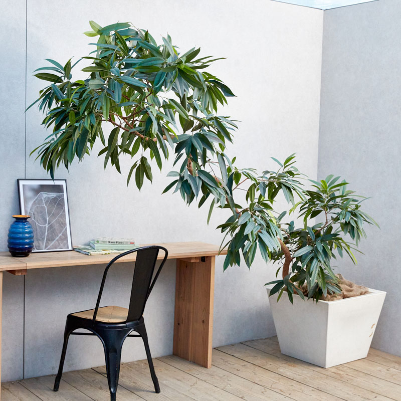 あえて傾斜をつけて植え込んだアムステルダム・キング | 青山