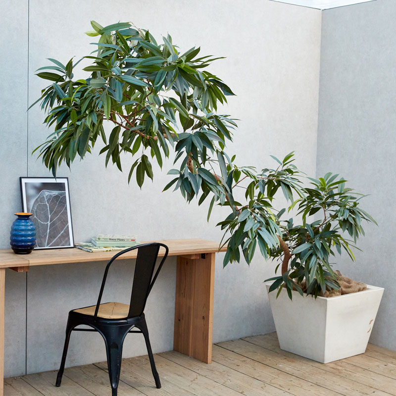 あえて傾斜をつけて植え込んだアムステルダム・キング | 青山フラワー