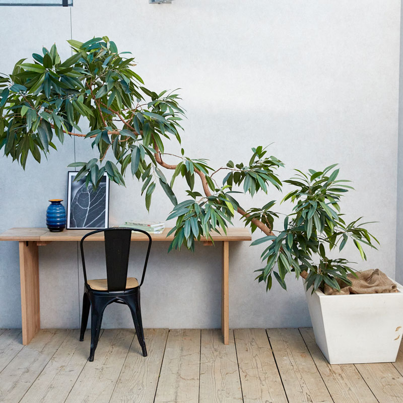 あえて傾斜をつけて植え込んだアムステルダム・キング | 青山フラワー