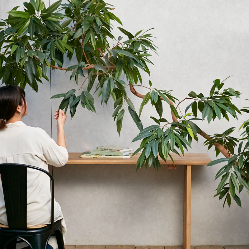 あえて傾斜をつけて植え込んだアムステルダム・キング | 青山フラワー