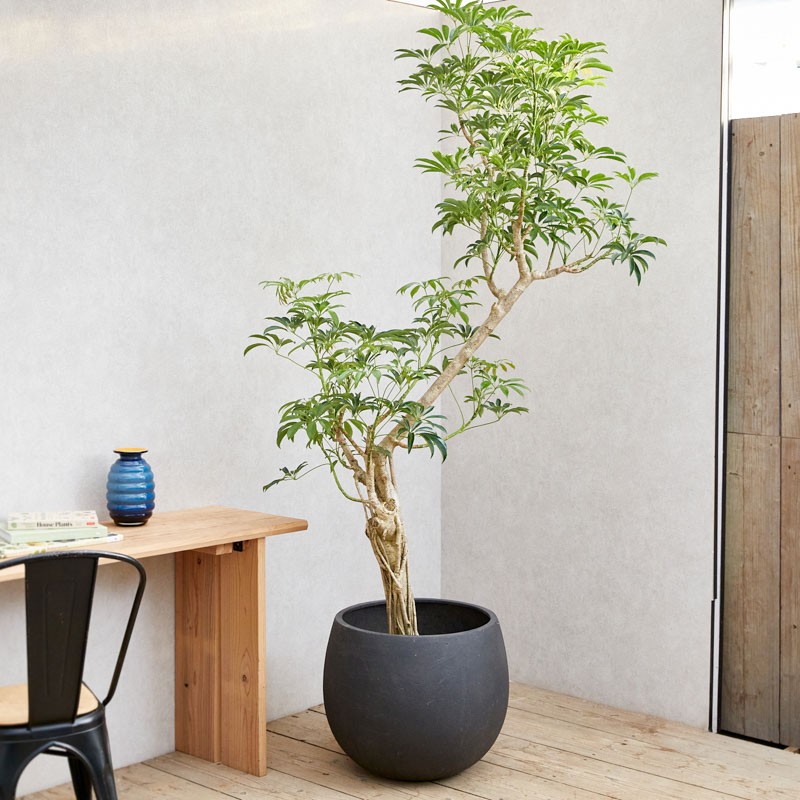 一点もの】バランスよく整った樹形が希少なシェフレラ | 青山フラワー