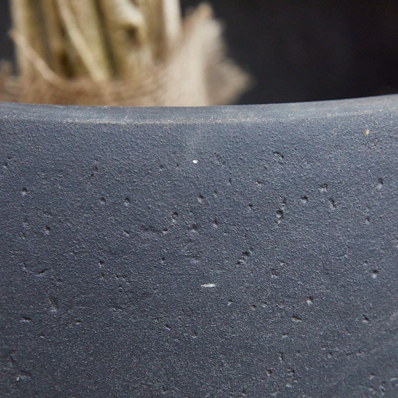 一点もの】バランスよく整った樹形が希少なシェフレラ | 青山フラワー