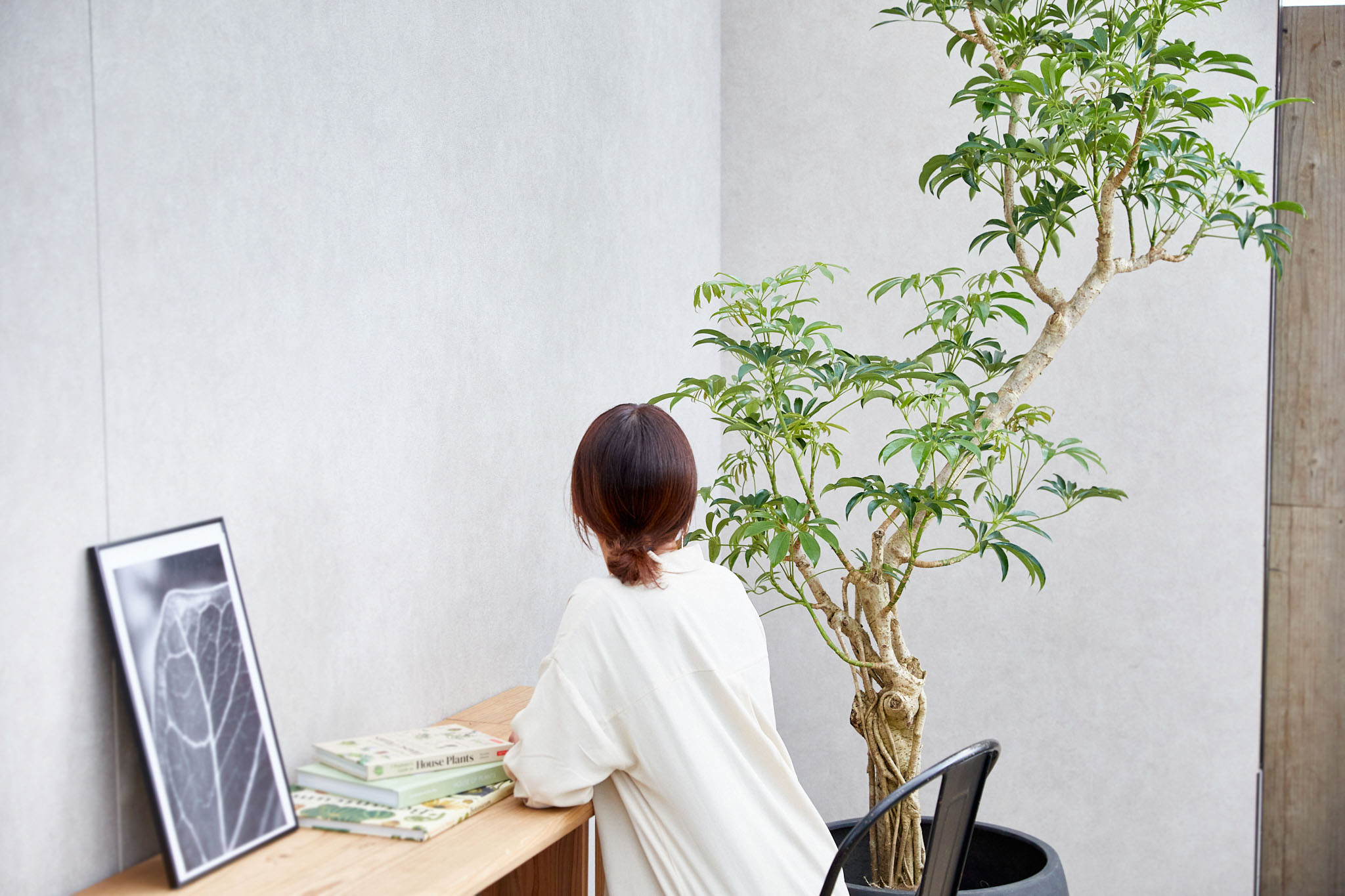 一点もの】バランスよく整った樹形が希少なシェフレラ | 青山フラワー
