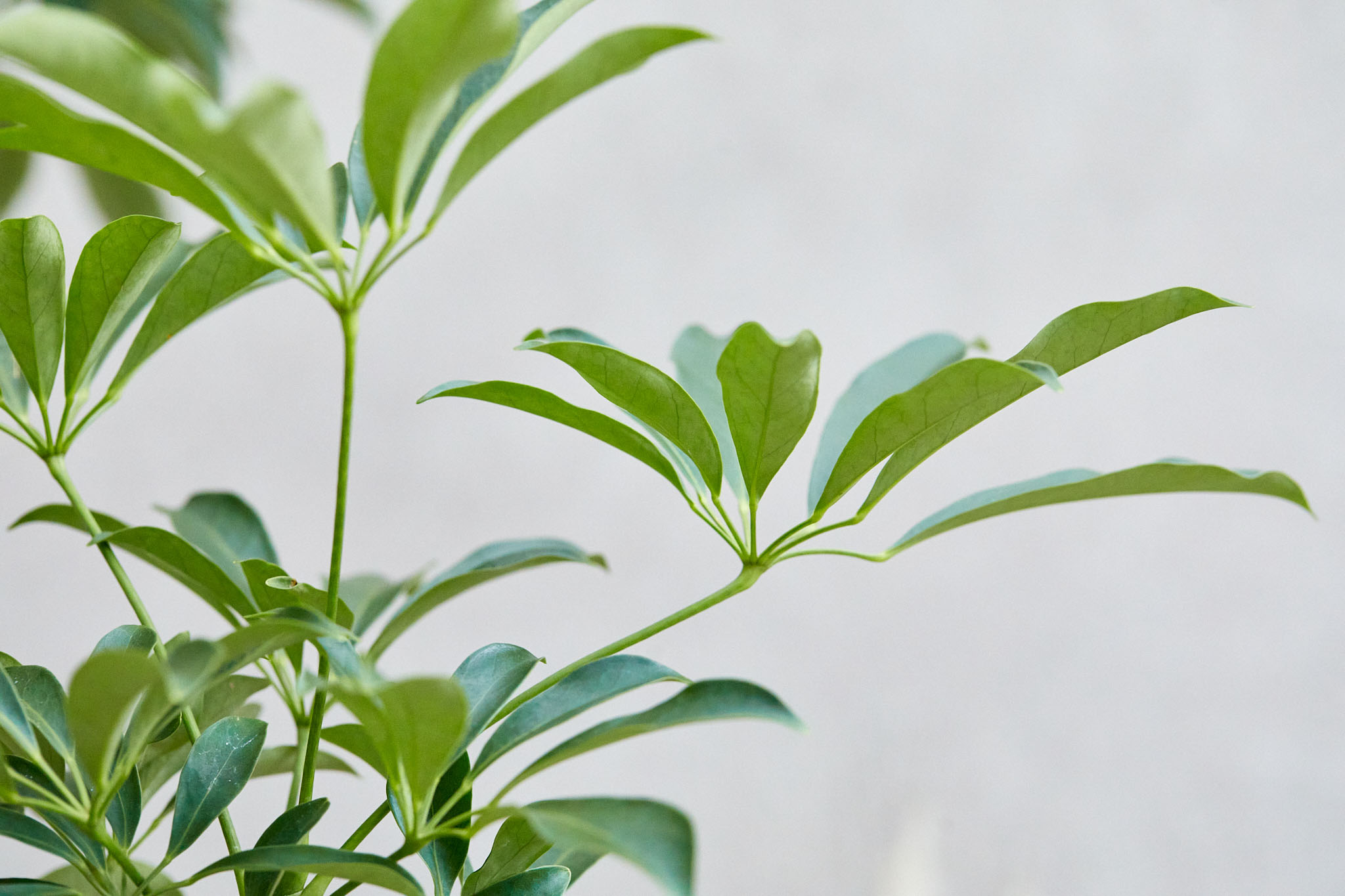 大型 希少 シェフレラ マルコ 曲がり仕立て 10号 バルーン陶器鉢