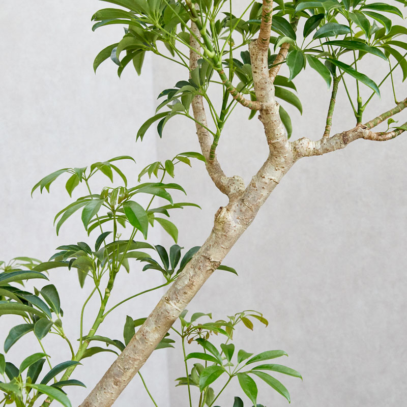 一点もの】バランスよく整った樹形が希少なシェフレラ | 青山フラワー