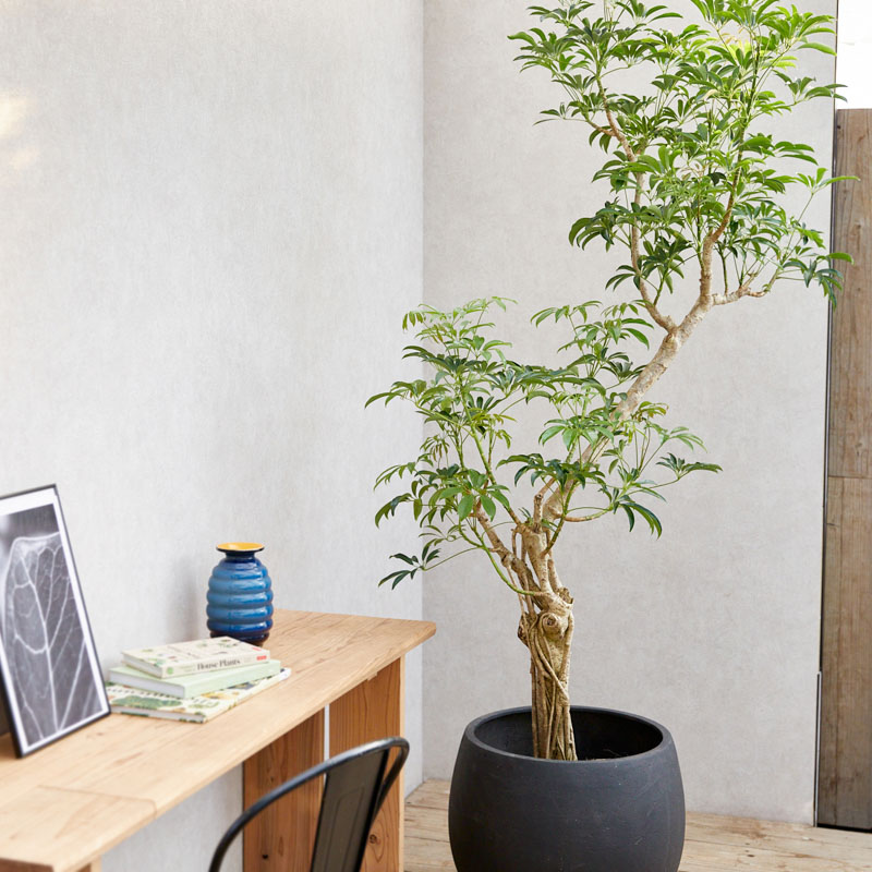 一点もの】バランスよく整った樹形が希少なシェフレラ | 青山フラワー