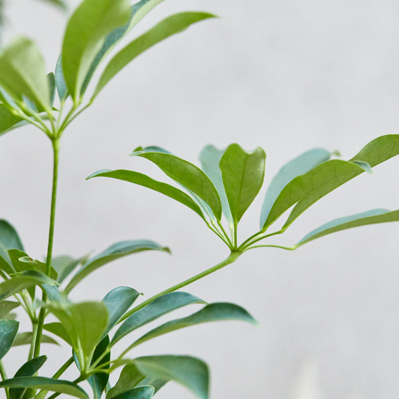 一点もの】バランスよく整った樹形が希少なシェフレラ | 青山フラワー