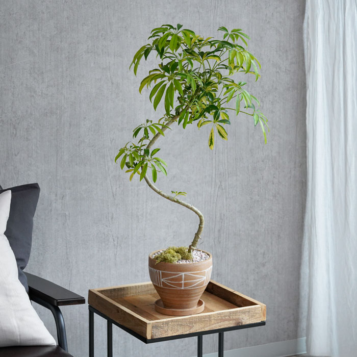 高麗時代 青磁象嵌『蓮花文』 梅瓶 大型飾壺 高さ30.5cm 花器 華道具 高麗時代 青磁象嵌『蓮花文』 梅瓶 大型飾壺 高さ30.5cm 花器
