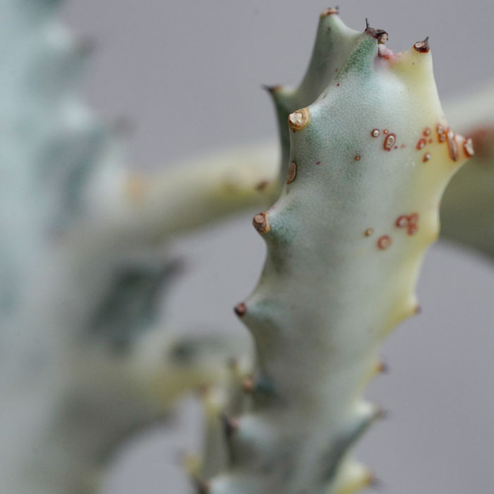 ホワイトゴースト綴化 ラクティア マハラジャ ユーフォルビア ホリダ