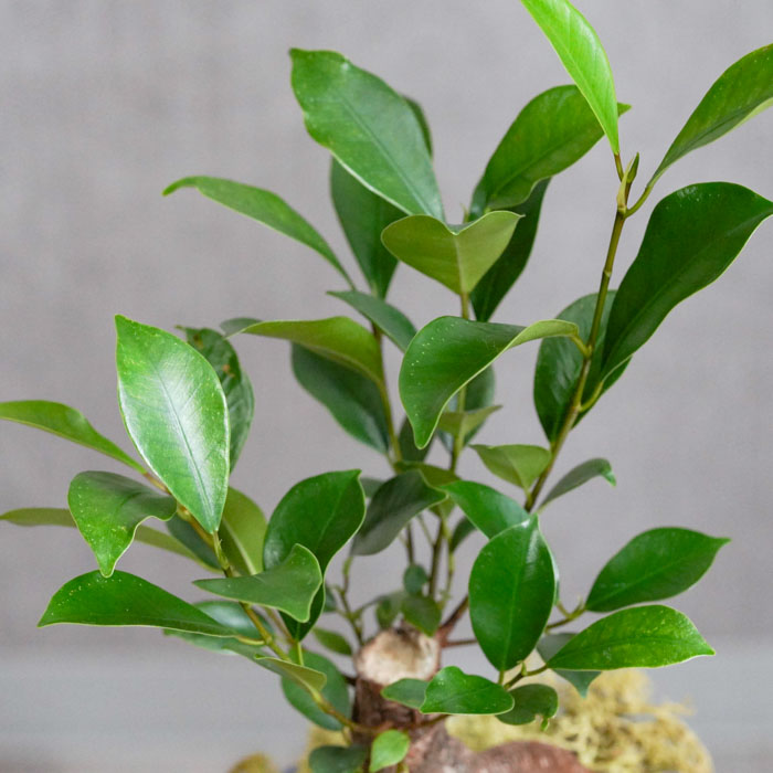 ガジュマル 力強い幹に仕上げたガジュマル | 青山フラワーマーケット｜花束