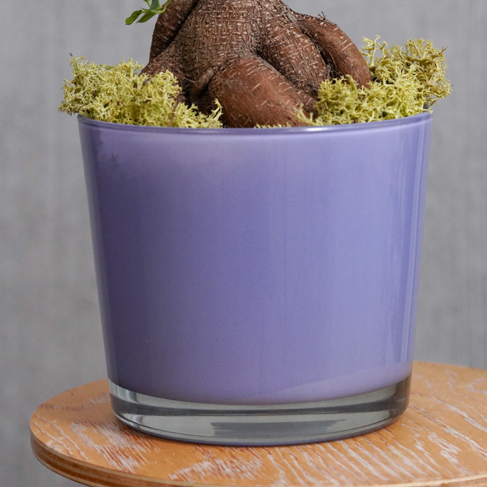 ガジュマル 力強い幹に仕上げたガジュマル | 青山フラワーマーケット｜花束