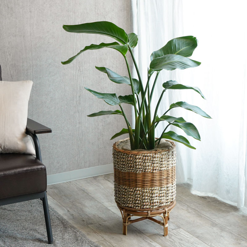 青山フラワーマーケット｜花束・ギフトのオンラインショップ