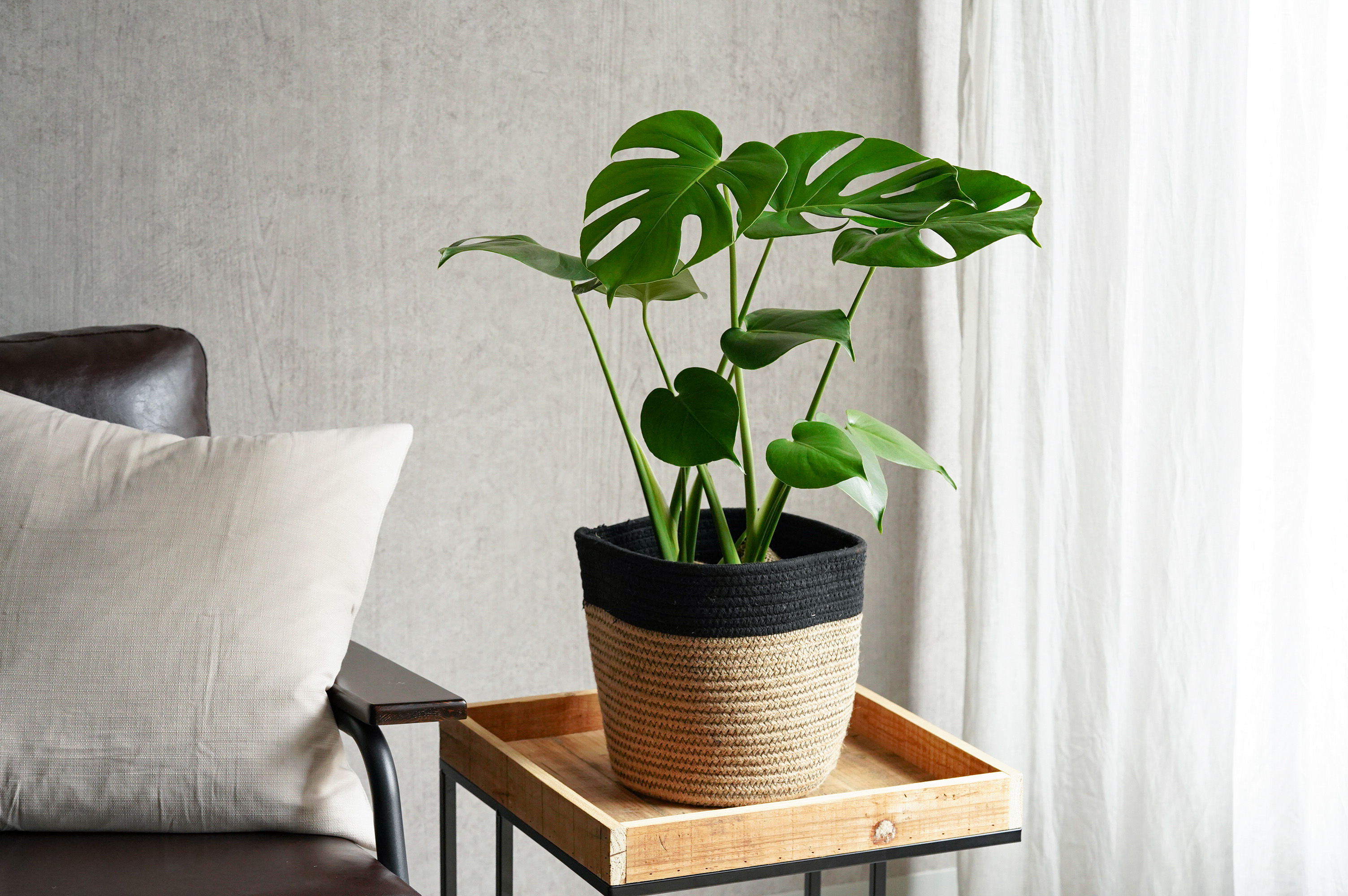 大きな葉×深い切り込みが特徴のモンステラ・デリキオザ | 青山フラワー