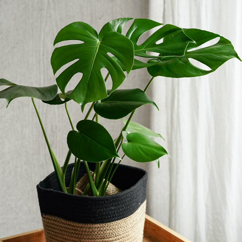 大きな葉×深い切り込みが特徴のモンステラ・デリキオザ | 青山フラワー