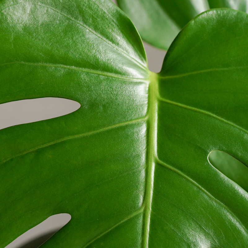 大きな葉×深い切り込みが特徴のモンステラ・デリキオザ | 青山フラワー