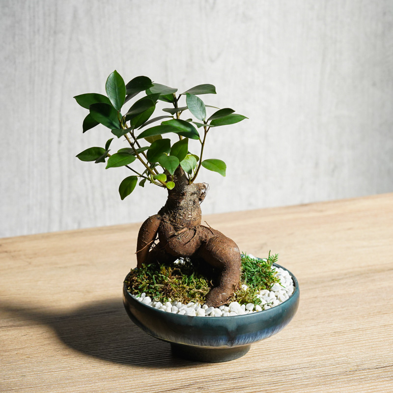 ガジュマル　ひげつき　神秘的　観葉植物　人気　610 ガジュマル ひげつき 神秘的 観葉植物 人気 610 - メルカリ